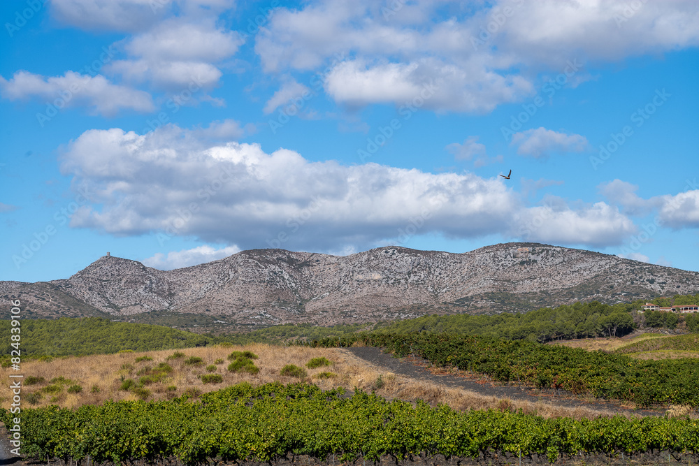 Wall mural vineyard in the mountains