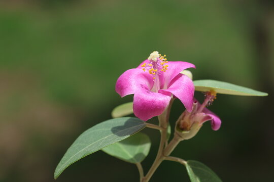 Lagunaria patersonia is a species of tree in the family Malvaceae.	
