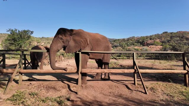 Grazing Elephant At Hartbeespoort In North West South Africa. African Animals Landscape. Wild Animals. Hartbeespoort At North West South Africa. Sanctuary Scenery. Scenic Wild Life.