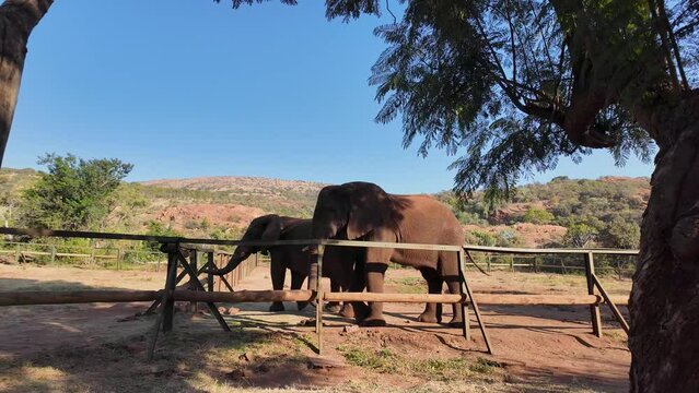 Elephant Sanctuary At Hartbeespoort In North West South Africa. African Animals Landscape. Wild Animals. Hartbeespoort At North West South Africa. Sanctuary Scenery. Scenic Wild Life.