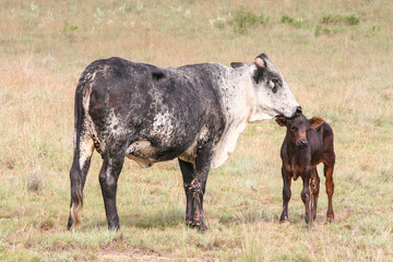 Brown and white Nguni cow and calve, short grass