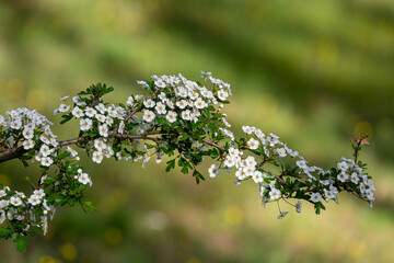 Crataegus monogyna. Hawthorn branch with white flowers.