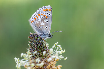 Polyommatus icarus. Icarus butterfly perched on a flower.