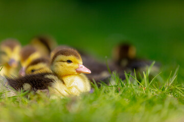 Selective focus of a yellow small baby ducks in its natural habitat sitting near the mother on green grass meadow, A duckling is a young newborn duck in downy plumage, Spawning and breeding season.