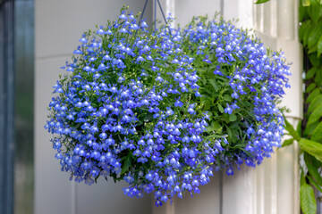 Selective focus of small tiny light blue flowers with green leaves hanging on balcony, Lobelia...