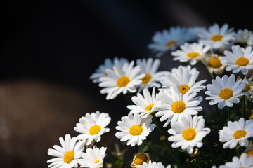 Selective focus of white flowers Leucanthemum maximum in the garden, Shasta daisy is a commonly grown flowering herbaceous perennial plant with the classic daisy appearance, Nature floral background.