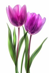 Fototapeta premium Elegant design featuring abstract illustration of two vibrant pink tulips with delicate gold line art on a white background