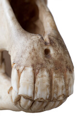 Upper and lower jaw in a skull of a horse (Equus caballus) seen from the front, isolated on a white background. Focus on the teeth