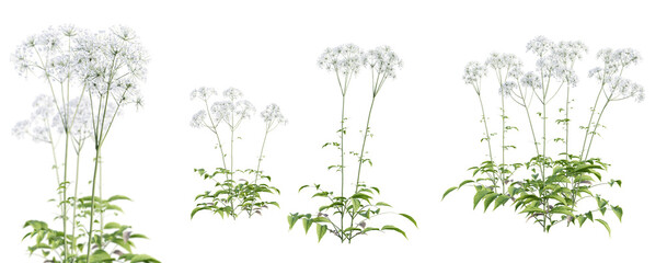 Set of valerian - valeriana officinalis plant isolated on transparent background with selective focus close-up. 3D render.