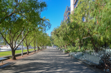 Beautiful pedestrian walkway lined with lush green trees that provide shade. Background texture of...