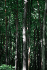 Obraz premium Forest background , vertical shot . Nature concept