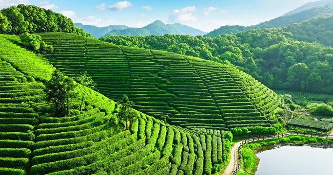 Aerial view of green tea plantation and mountains nature landscape in Hangzhou. Beautiful tea mountains in spring.