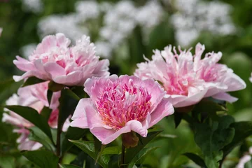 Fototapete Pfingstrosen Pfingstrose Do Tell  © Peter Allgaier