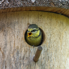 Blaumeisenküken guckt aus Nistkasten