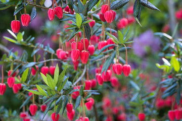 Obraz premium Laternenbaum mit Blüten