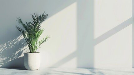 Minimalist Interior with Sunlit Green Houseplant in White Pot Casting Shadows on Clean White Wall for Modern Home Decor Inspiration