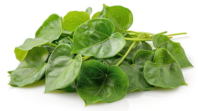 Fresh green leaves of the herb Piper lolot, isolated on white background.