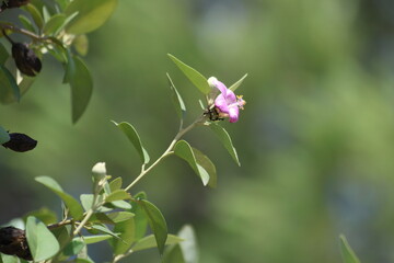 Obraz premium Lagunaria patersonia is a species of tree in the family Malvaceae.