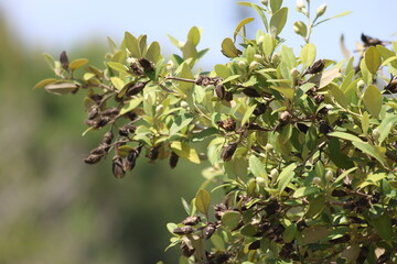 leaves and seedpods of lagunaria patersonia tree 