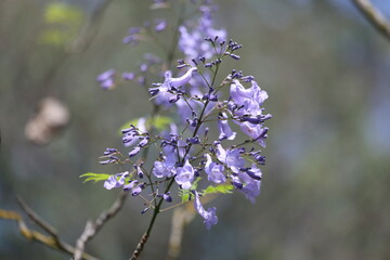 flowers and seedpods of jacaranda (Jacaranda mimosifolia) tree