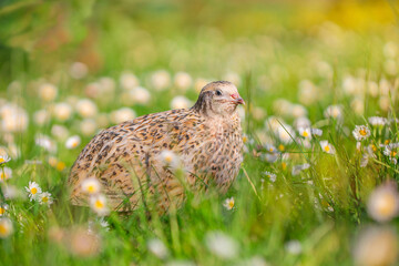 Common quail bird, domestic quails on grass, concept of ecological farm products