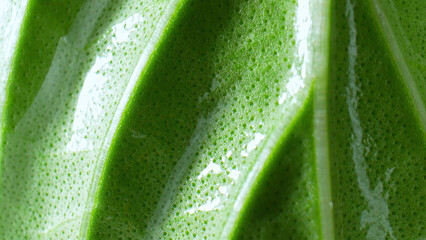Macro unveils the lush, vibrant textures of fresh green leafy vegetables. Each leaf tells a unique,...