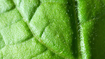 The fresh green leaf vegetables (Holy basil leaves) in stunning macro. Witness the intricate network of veins and chlorophyll-rich cells, showcasing the marvel of photosynthesis.

