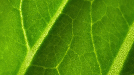 Explore the mesmerizing world of fresh green leaf vegetables in stunning macro. Witness the delicate veins and vibrant hues up close. Bok choy leaves background.
