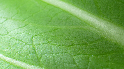 Get up close and personal with luscious green leafy veggies in macro. Discover the rich tapestry of...