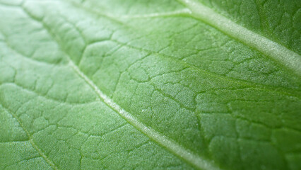 A vibrant, fresh green leaves through macro. Marvel at the delicate textures, vivid hues, and graceful patterns dancing in the wind. Bok choy leaves background.
