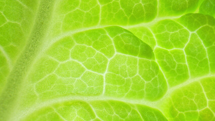 Macro, behold the fresh green leaf, Each delicate vein tells a story of resilience and growth, while the lush colors paint a canvas of life. Chinese cabbage background.
