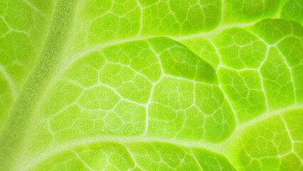 Macro, behold the fresh green leaf, Each delicate vein tells a story of resilience and growth,...