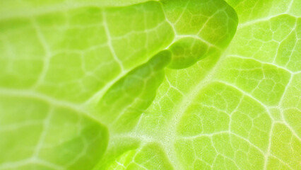 In this macro, explore the fascinating world of a fresh green leaf (Chinese cabbage leaf). Observe the complex network of veins, chlorophyll-laden cells, and intricate structures.
