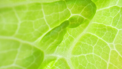 In this macro, explore the fascinating world of a fresh green leaf (Chinese cabbage leaf). Observe...