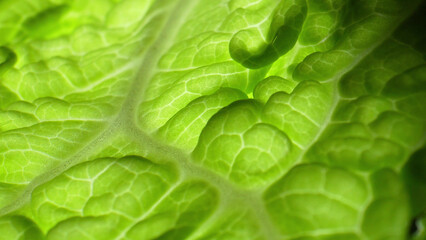 Close-up wonder: Dive into the exquisite intricacies of a lush green leaf (Chinese cabbage leaf)....