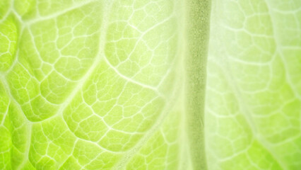 The green leaf (Chinese cabbage leaf) unveils a complex network of chlorophyll-laden cells, each a...