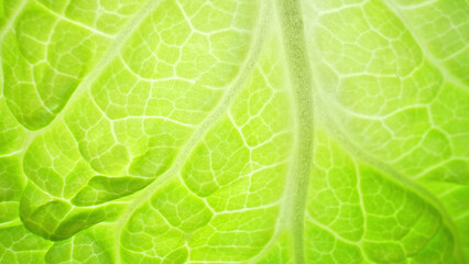 Marvel at the microscopic world of plant life, where each cell, each cuticle, and each stomata plays a crucial role in the leaf's function. Chinese cabbage background.

