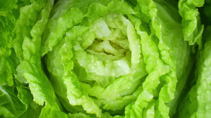 Lush and Vivid - fresh green leafy vegetables (Chinese cabbage leaf) come to life with vibrant shades of green, showcasing every delicate vein and dewdrop, a mesmerizing symphony of nature's beauty.
