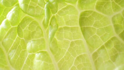 Take a journey into the heart of the leaf (Chinese cabbage leaf), where the camera zooms in to reveal the exquisite world of a fresh green leaf. and the play of light and shadow on this living canvas.