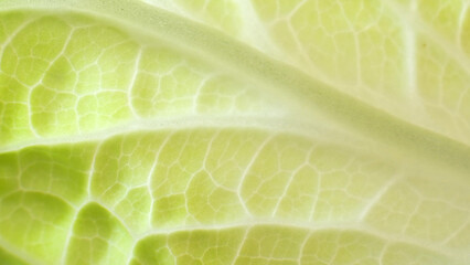 The hidden beauty of a fresh green leaf (Chinese cabbage leaf). Marvel at the delicate textures,...