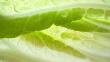 Explore the microcosm of a fresh green leaf (Chinese cabbage leaf) in macro, revealing the...