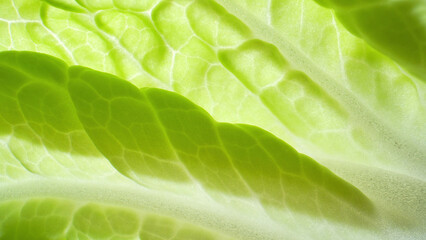 Explore the mesmerizing world of fresh green leaf vegetables (Chinese cabbage leaf) up close with...