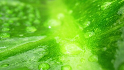 Experience the world of water drops on wet leaves in this close-up macro. Marvel at the stunning,...