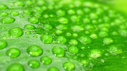 A macro marvel unfolds as sparkling water drops dance on wet, vibrant leaves. A tiny world of...