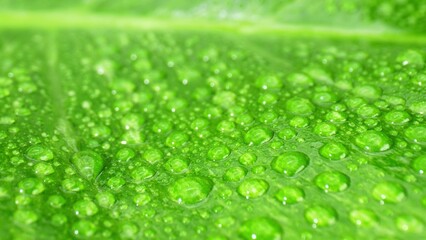 Mesmerizing macro captures glistening water droplets dancing on lush, wet green leaves, a stunning...