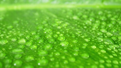 A close-up spectacle of sparkling water droplets dancing atop wet, vibrant leaves. Nature's microcosm unveiled in shimmering detail. Natural wonders concept. Green leaf background. 
