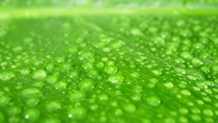 A close-up spectacle of sparkling water droplets dancing atop wet, vibrant leaves. Nature's...
