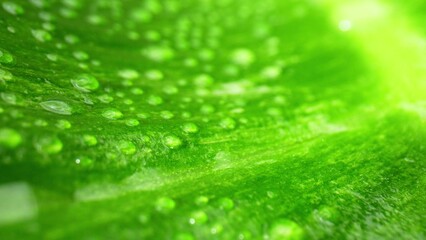Glistening dewdrops cling to lush, rain-soaked foliage in this mesmerizing macro shot. Nature's...
