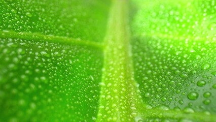 Macro lens unveils nature's jewelry as water drops gracefully adorn vibrant green leaves, a...