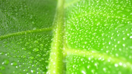 Intricate details emerge as sparkling water beads dance on dew-kissed green leaves in this stunning close-up. Natural wonders concept. Green background. 
